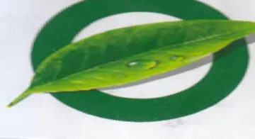 Zz trademark logo