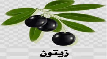 زیتون trademark logo